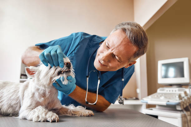 Best Emergency Gum Treatment in Pocono Springs, PA